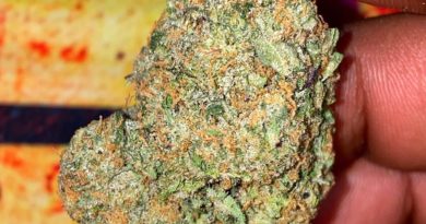 gobstoppers by playbook genetics strain review by dopamine