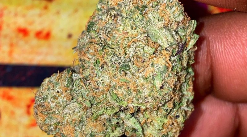 gobstoppers by playbook genetics strain review by dopamine
