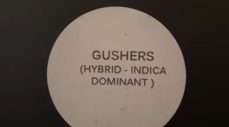gushers by joia strain review by letmeseewhatusmokin