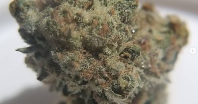 highway cookies #4 by prime wellness strain review by chauncey_thecannaseur