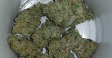highway cookies 6 by prime wellness strain review by chauncey_thecannaseur