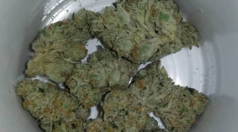 highway cookies 6 by prime wellness strain review by chauncey_thecannaseur