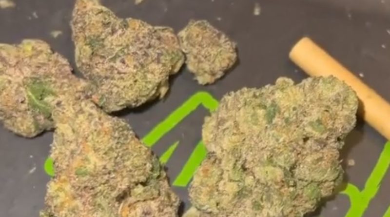 jokerz 31 by compound genetics strain review by thecannaisseurking