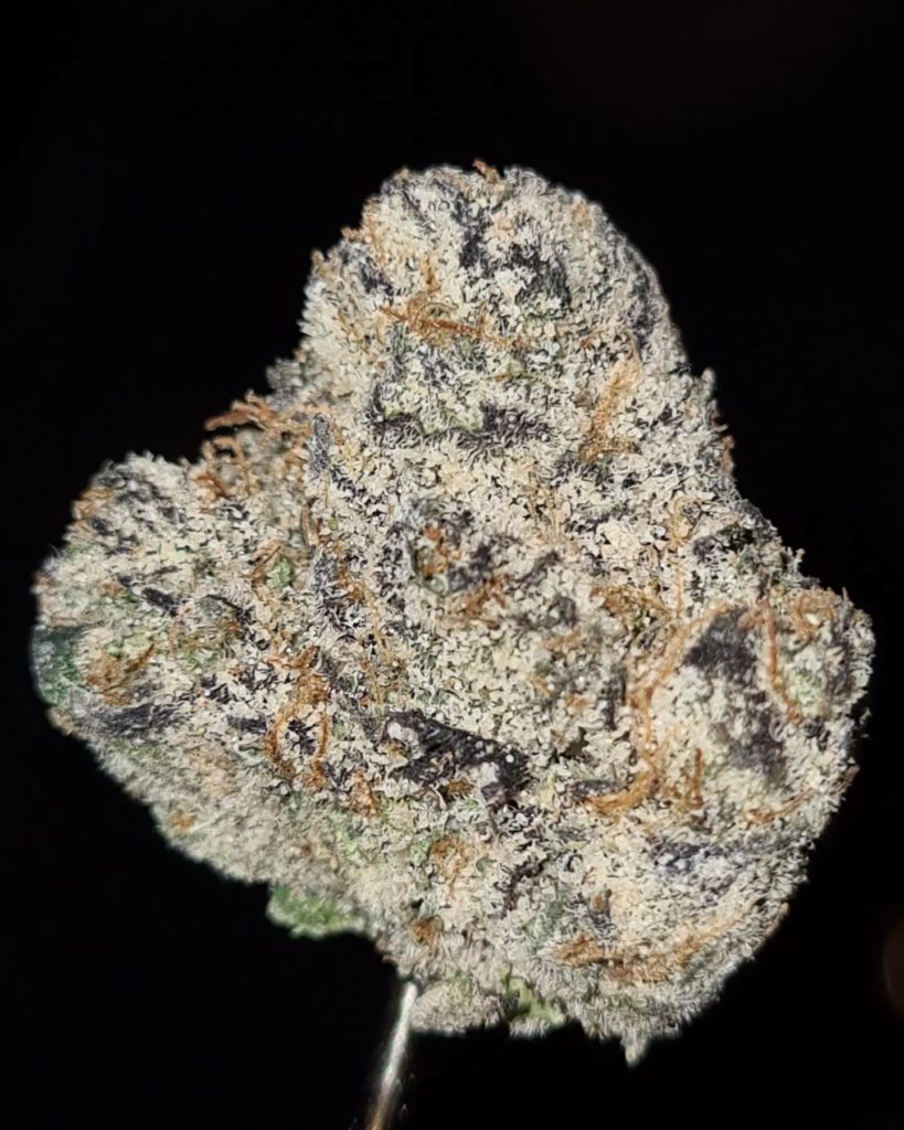 lord of the skys by exotic all stars x official gooniez strain review by cannoisseurselections