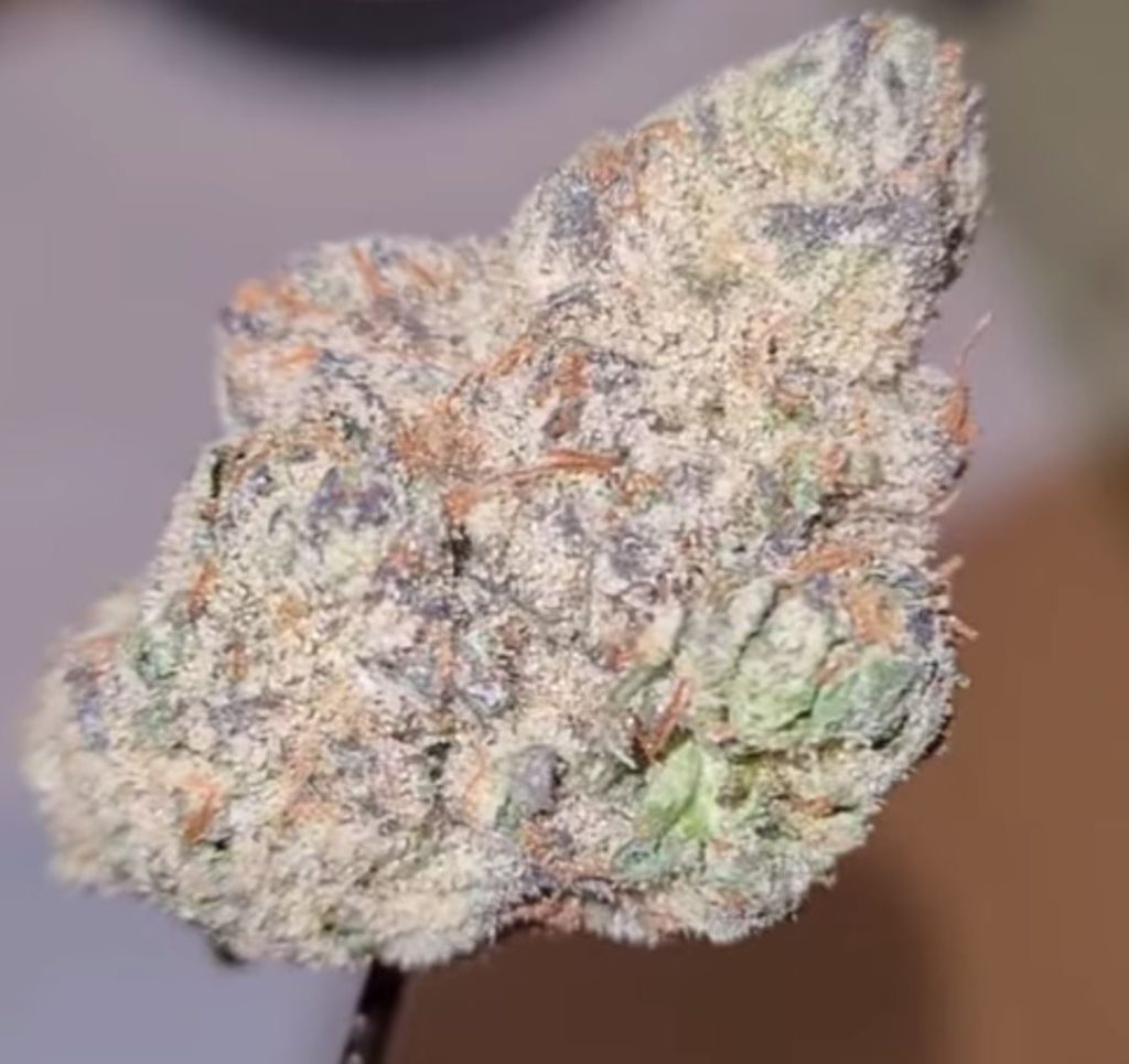 perfect storm by the loud house strain review by cannoisseurselections 2