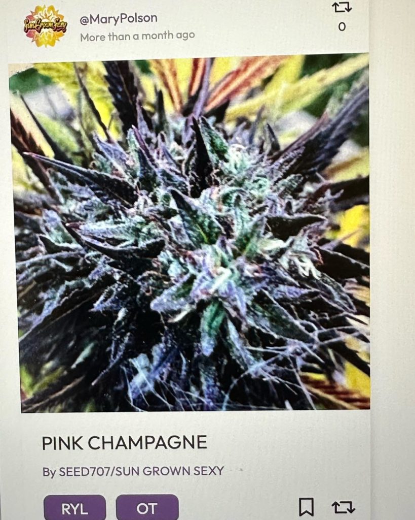 pink champagne spy rock 1980 registered on canopyright