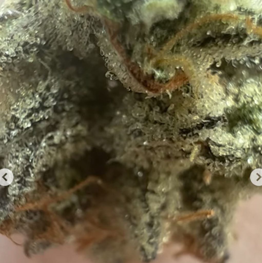 purple gorilla kush by blackrabbit farms strain review by hazeandsour 2