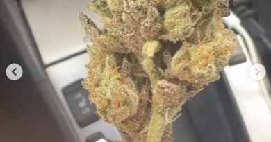 purple gorilla kush by blackrabbit farms strain review by hazeandsour