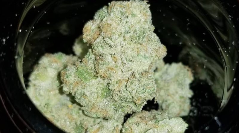 sour grape by moxie pa strain review by chauncey_thecannaseur