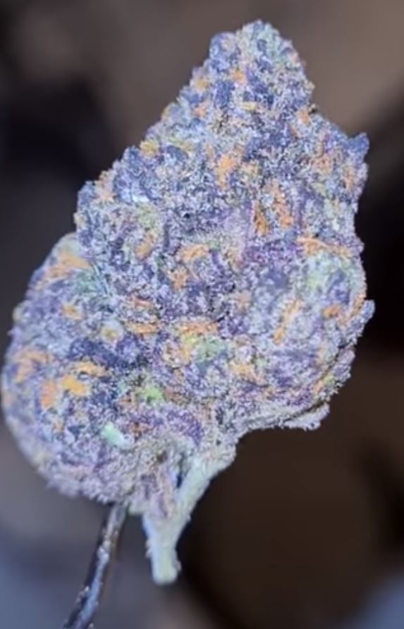 the riddlah by grandiflora genetics strain review by cannoisseurselections 2