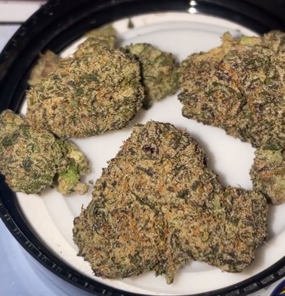 trop slushie by samurai pack strain review by letmeseewhatusmokin 2