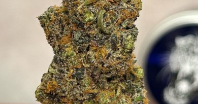vida loca pheno2 by relentless melts strain review by cali_bud_reviews