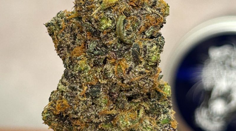 vida loca pheno2 by relentless melts strain review by cali_bud_reviews