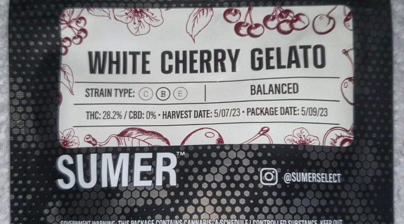 white cherry gelato by sumer strain review by henryyougotan8th 2