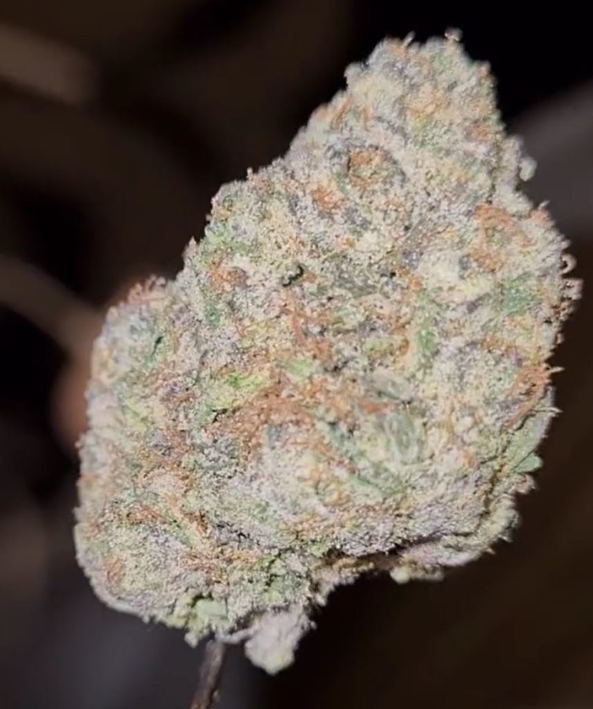 white dino duck by jelly co x official gooniez strain review by cannoisseurselections 2