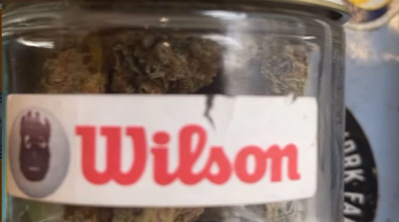 wilson by you know waz good strain review by letmeseewhatusmokin