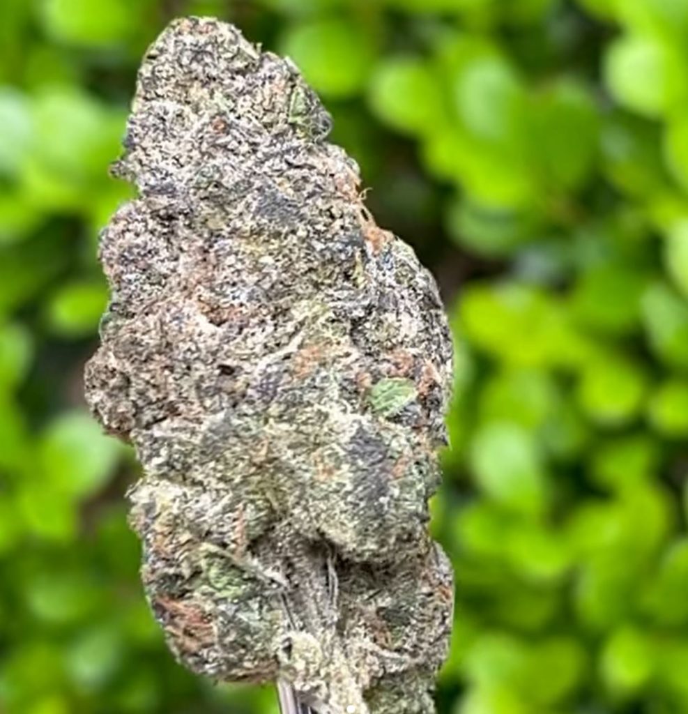 zmokers club by backpack boyz strain review by thethcspot 3