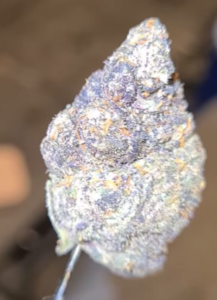 blues qluez by grandiflora genetics strain review by cannoisseurselections 2