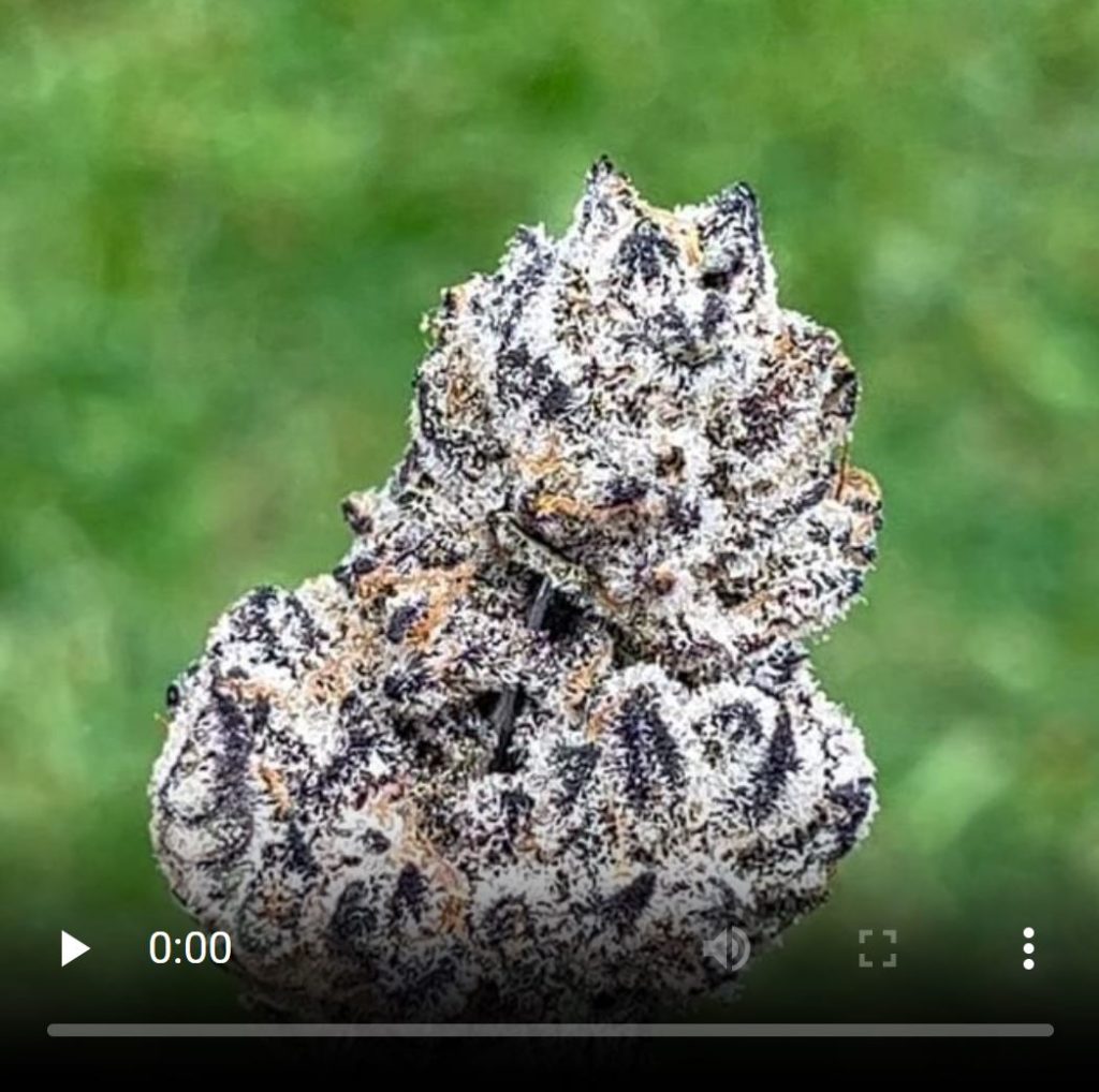 bluescotti by blue chip genetics strain review by thethcspot 3
