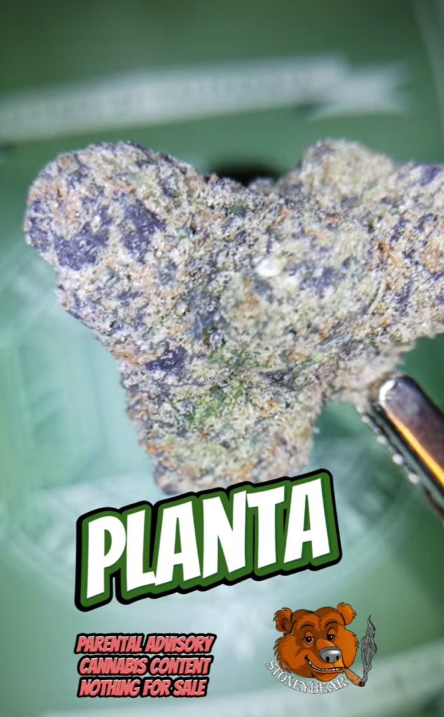 coffin queen by planta strain review by stoneybearreviews