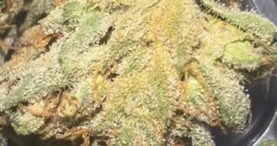 east bae v2 by sugarshack extracts strain review by hazeandsour