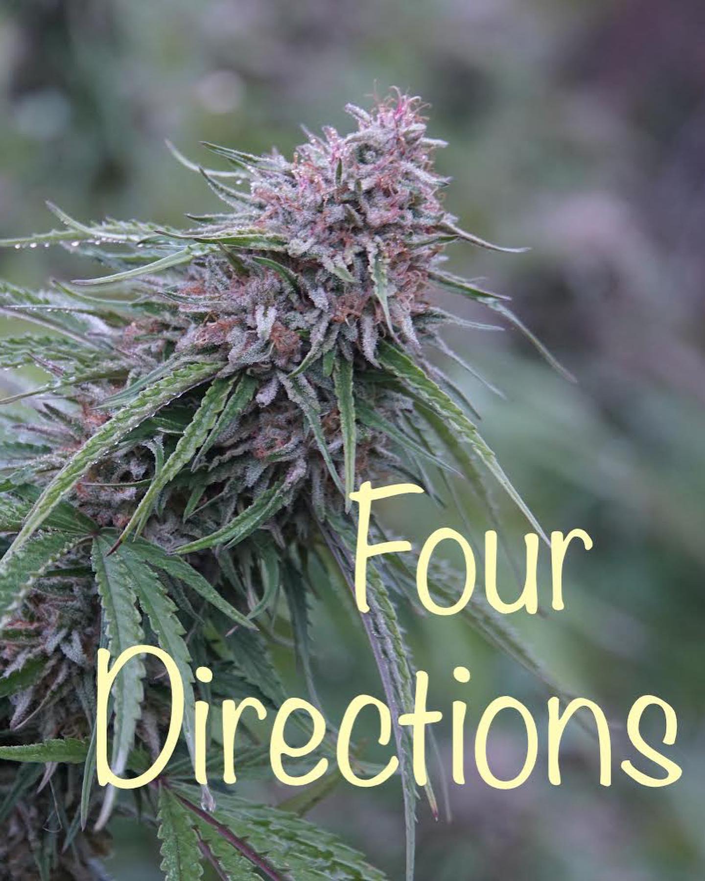 Emerald Spirit Botanicals Introduces Four Directions Cultivar With THC ...