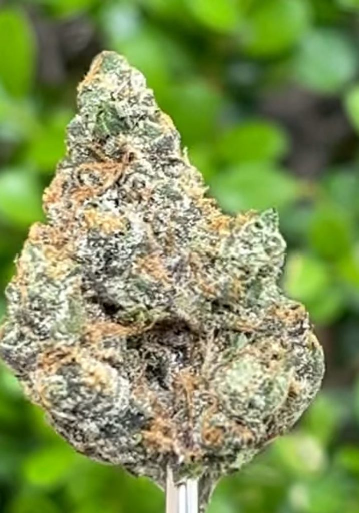 gas tree by victory pharms strain review by thethcspot 2