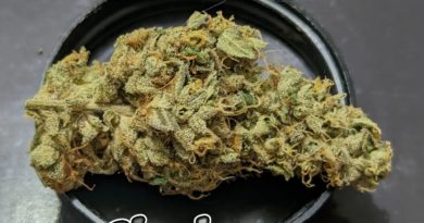 ghost og x sherbanger by dialed in farms strain review by njmmjguy