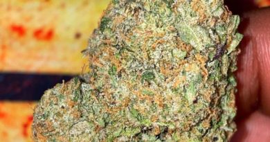 gobstoppers by playbook genetics strain review by dopamine (2)
