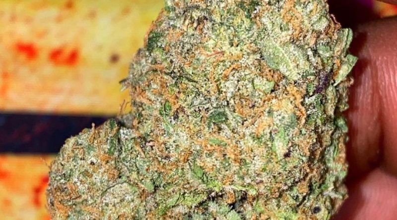 gobstoppers by playbook genetics strain review by dopamine (2)