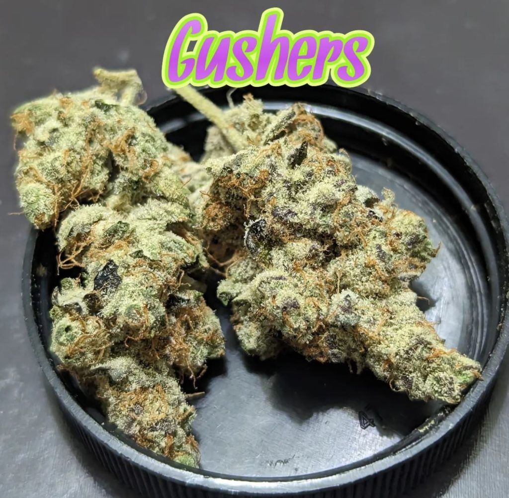 gushers by frost factory strain review by njmmjguy