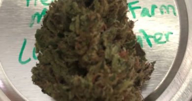 love laughter by heartrock mountain farm strain review by caleb chen