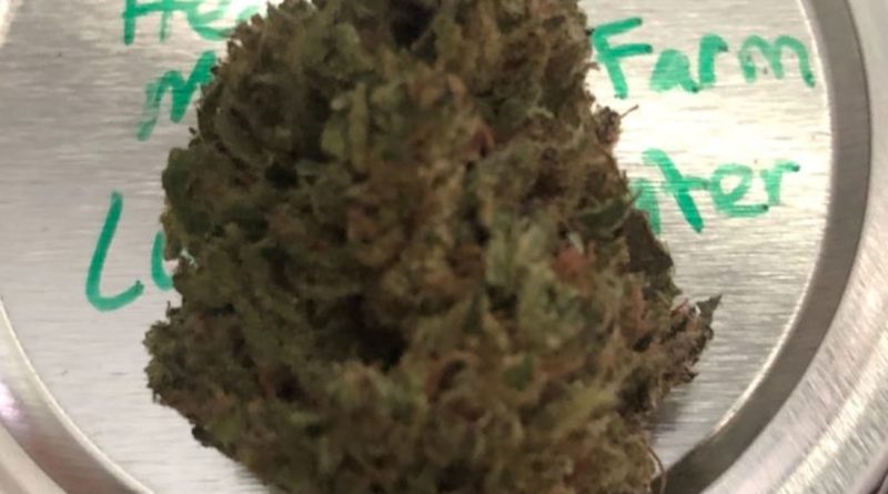 love laughter by heartrock mountain farm strain review by caleb chen