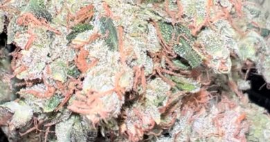 original diesel by bronson farms strain review by hazeandsour