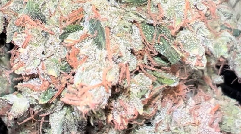 original diesel by bronson farms strain review by hazeandsour