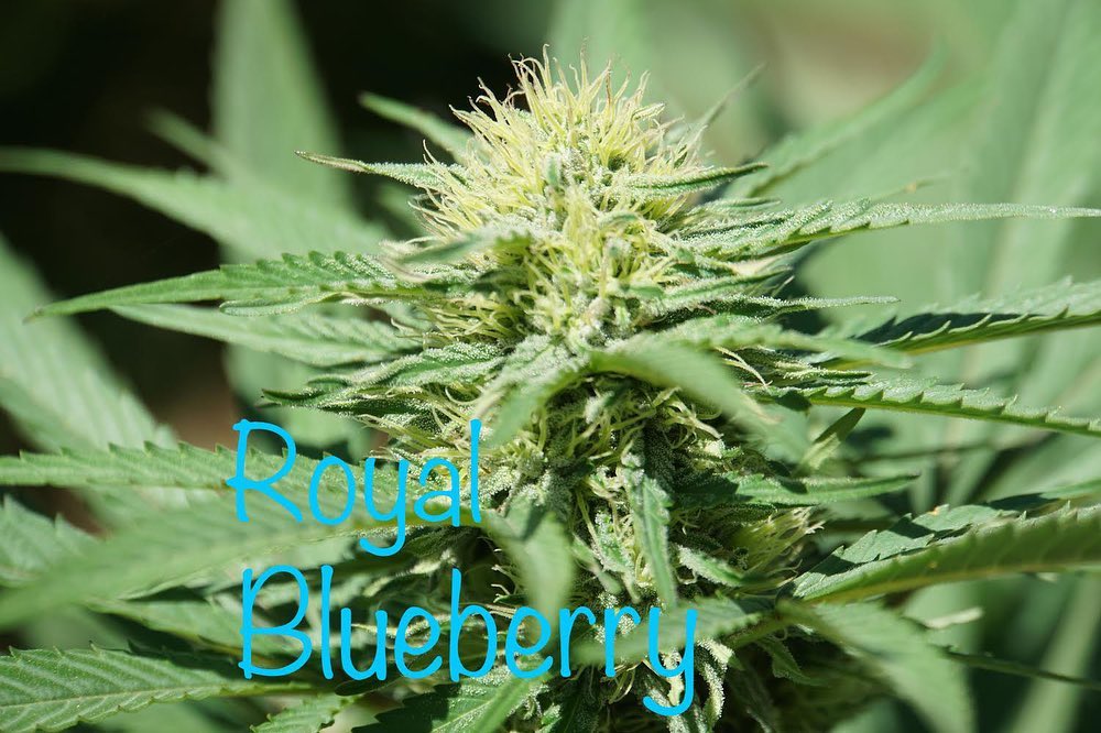 royal blueberry by emerald spirit botanicals 2