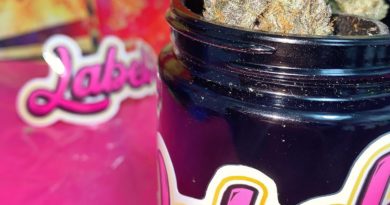 stacii by unorthadocbutaddictive strain review by dopamine