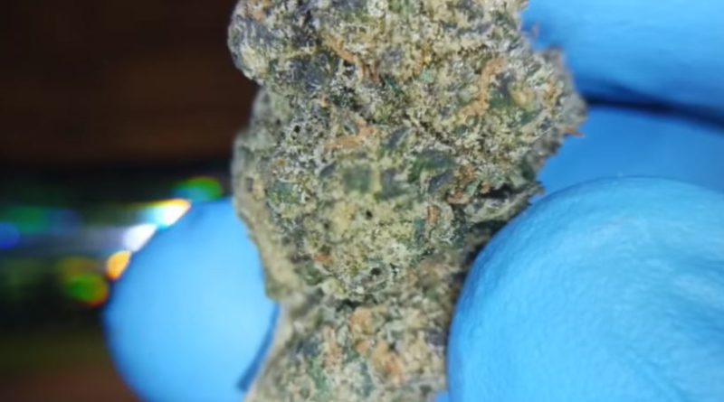 the frog by desert underground strain review by stoneybearreviews