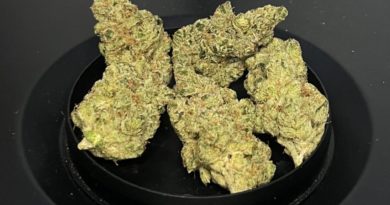 the original lemonhead by high regards strain review by averagejoeweedreviewsnj