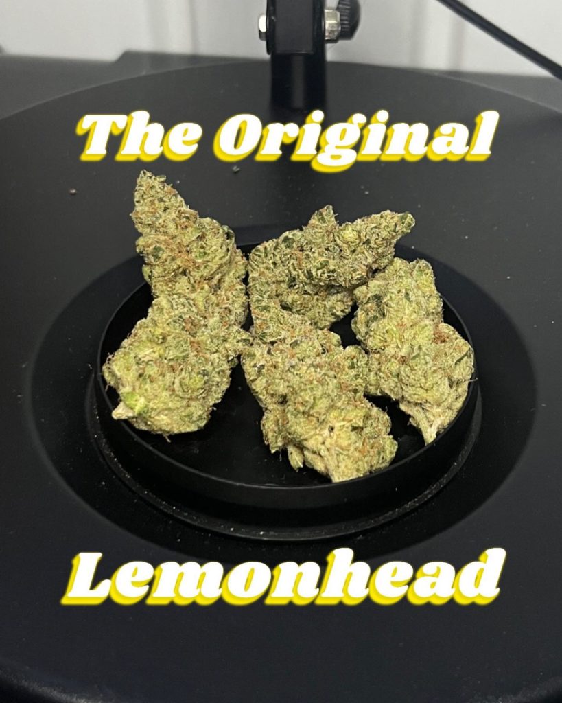 the original lemonhead by high regards strain review by averagejoeweedreviewsnj