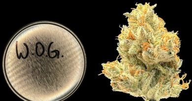 the white og by team elite genetics strain review by bccalibudreviews 2