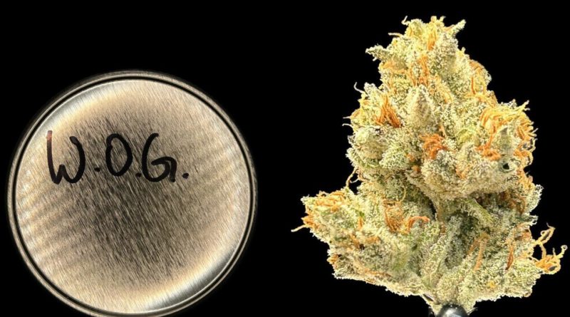 the white og by team elite genetics strain review by bccalibudreviews 2