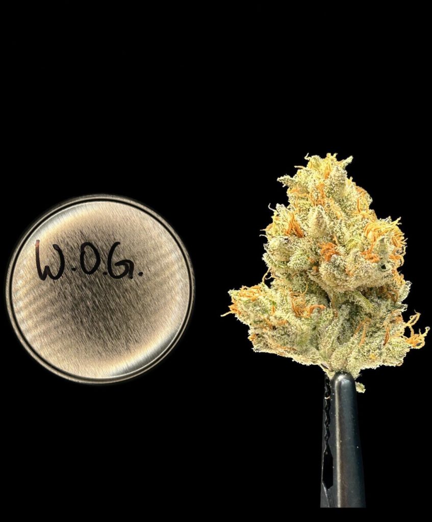 the white og by team elite genetics strain review by bccalibudreviews 2