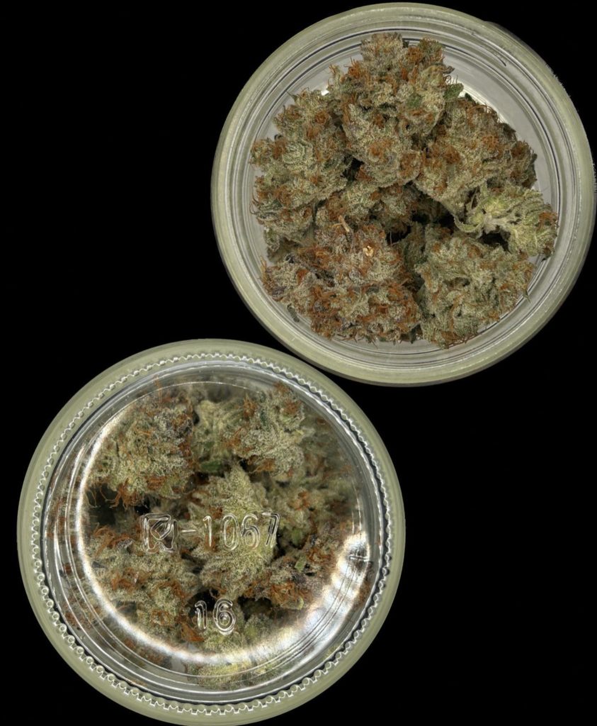 the white og by team elite genetics strain review by bccalibudreviews