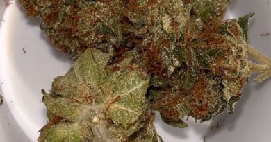 triangle kush by white rabbit farm strain review by hazeandsour