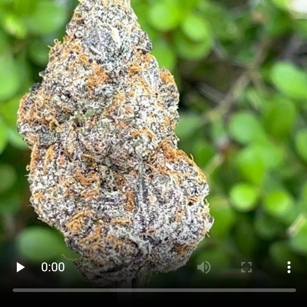 triple chocolate chip by dubz garden strain review by thethcspot 2