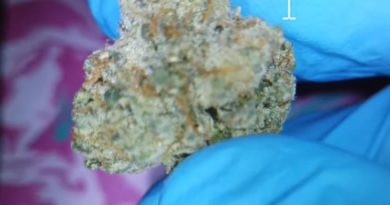 wendy by foreign genetics x squints strain review by stoneybearreviews