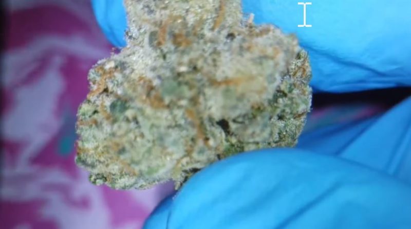 wendy by foreign genetics x squints strain review by stoneybearreviews