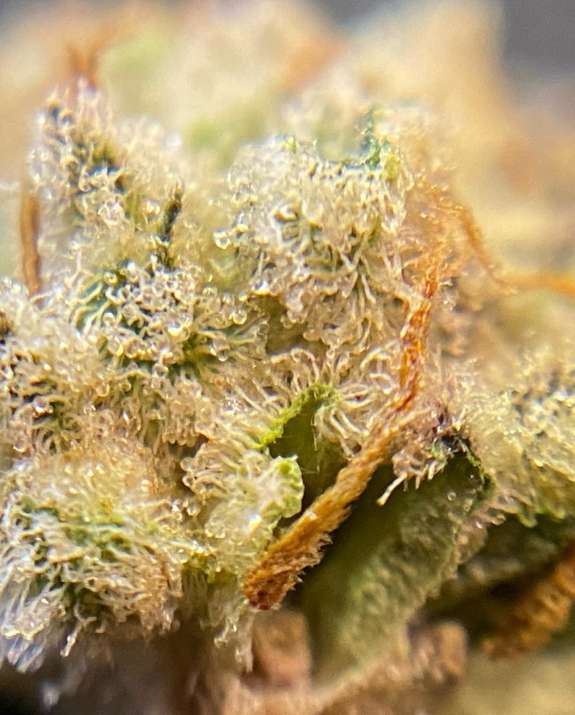 white wedding by atrain organics strain review by cali_bud_reviews