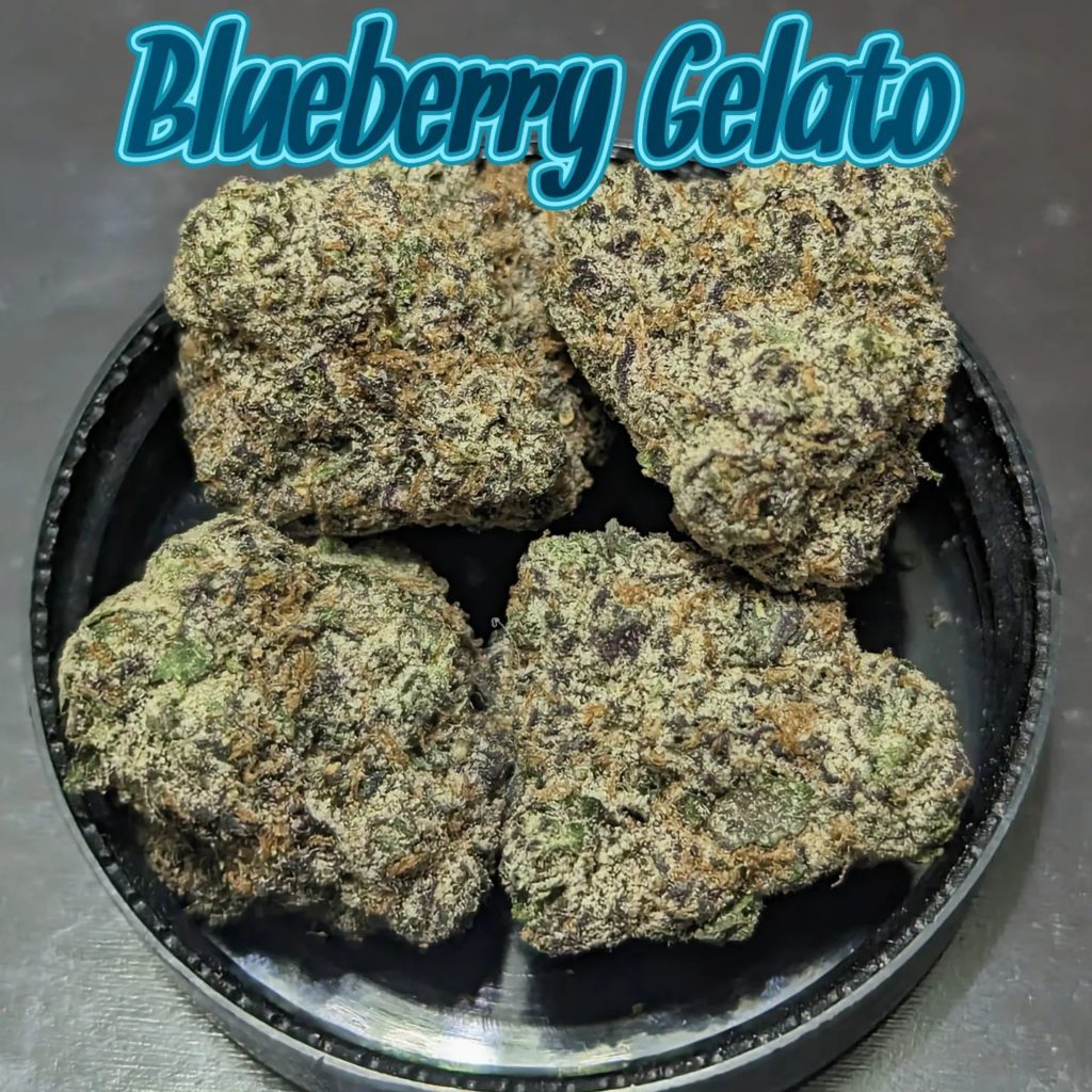 blueberry gelato by mad cow nj strain review by njmmjguy